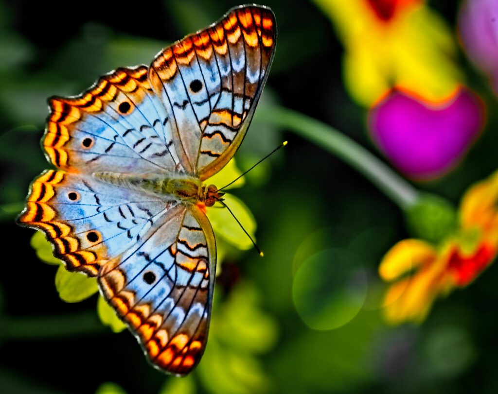 Schmetterling - Therapeutische Leistungen