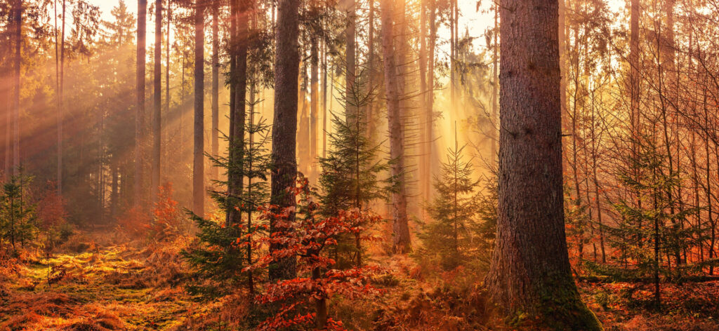 Herbstwald