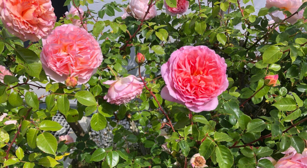 Rosenbild für Duftqigong